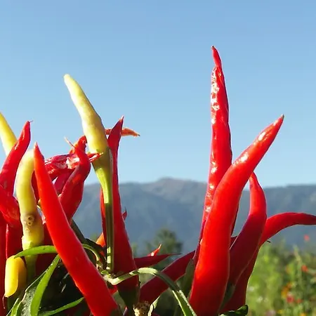 Ruhige Wohnung Mit Schoenem Eigengarten In Seeboden Am Millstaettersee Room photo