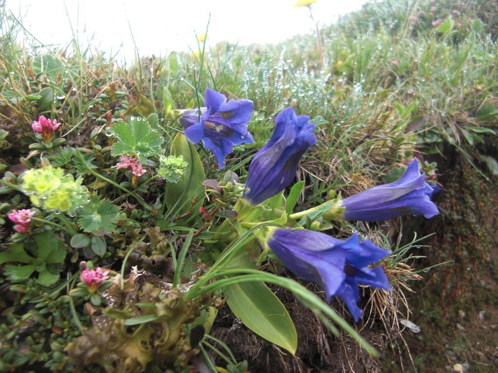 Ruhige Mit Schoenem Eigengarten In Am Millstaettersee Apartment *